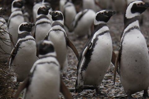 Magellanic Penguins Full Day Tour with Lunch Included