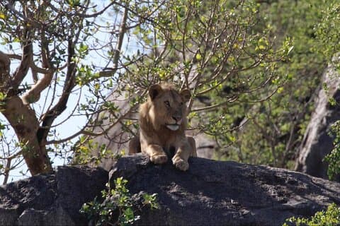 7 Day Discover Tanzania's Wildlife Wonders Safaris Adventure