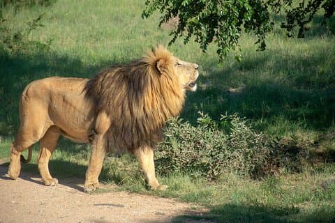 3-tägige Tansania-Budgetgruppe mit Teilnahme an einer Safari-Tour
