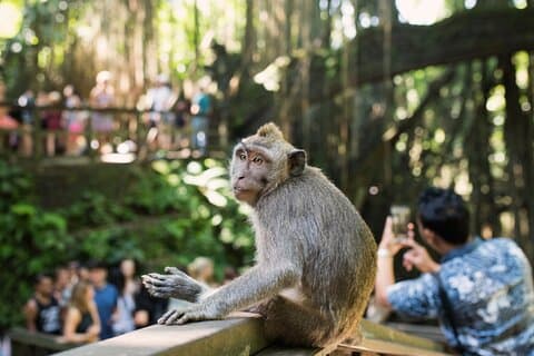De all-inclusive beste Ubud-ervaring