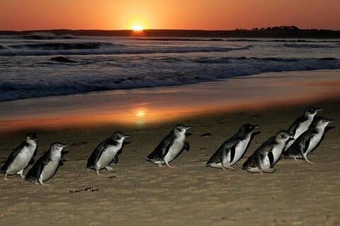 Scopri il tour ecologico della città di Melbourne e della Penguin Parade