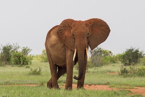 2 Day Tsavo East Safari Private Tour with Game Drives