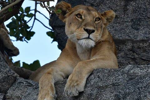 Big Five Classic Safari in Tanzania **Approccio al viaggio sostenibile