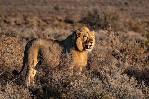 3 Days Tanzania Private Big 5 Safari with Midrange Lodge