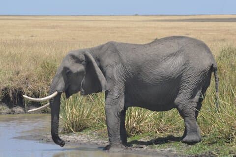 3-Days Masai Mara Rhythms Safari