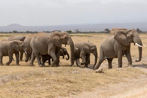 Day tour to Amboseli National Park and Maasai Village