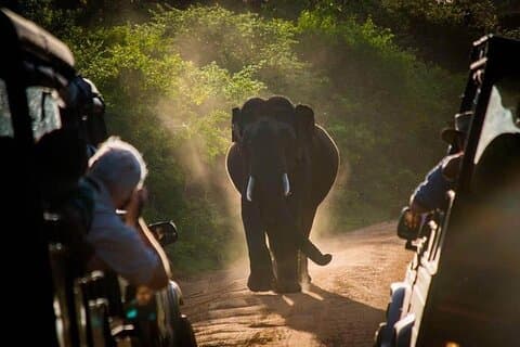 Maduru Oya Safari and Indigenous Village Day Trip from Pasikuda