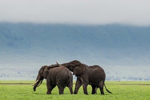 Ganztägiger geführter Tagesausflug nach Ngorongoro