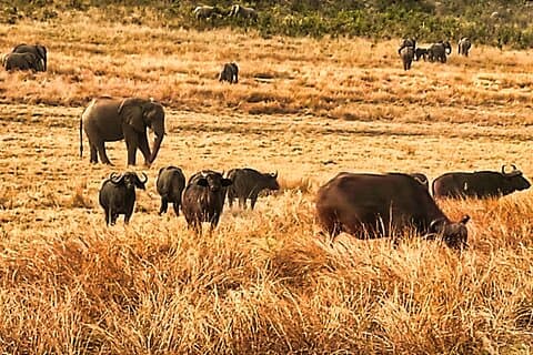 Safari guiado no Parque Nacional em pequeno grupo
