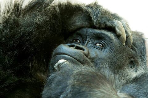 Tour privado de 3 días con gorilas y safari en Uganda