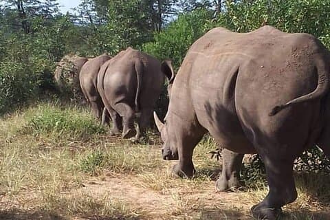 Game Drive e Rhino Safari a Livingstone