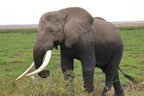 3 Days Safari to Tsavo East, Amboseli & Tsavo West from Diani