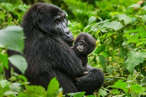 6 Days Uganda Gorilla, Chimps Trekking and Wildlife Safari