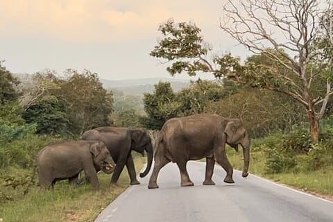 2 Day Bandipur Safari and Mysore Palace Tour
