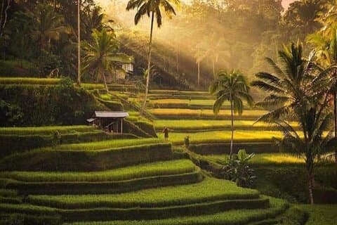 Excursão privada em destaque em Ubud com traslado