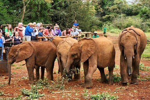 Privétour naar het olifantenweeshuis & het Giraffe Center
