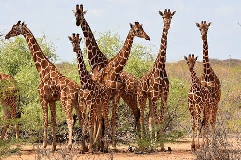 Parc national de Nairobi, Giraffe Center et Kobe Beads Tour