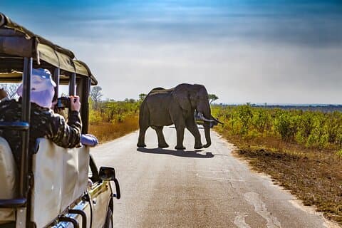 Tour Safari Pilanesberg desde Johannesburgo.