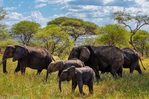 Tarangire Serengeti e Ngorongoro Tour de 4 dias