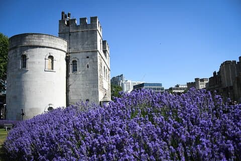 Westminster privéwandeling en bezoek de Tower of London