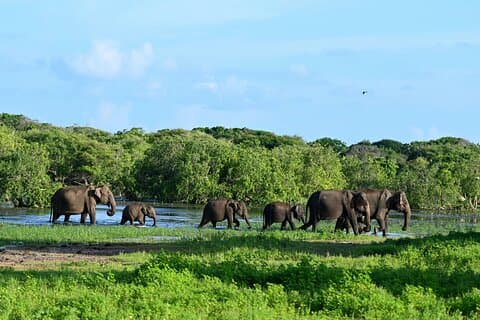 All Inclusive 9-daagse Sri Lanka privétour voor de eerste timer