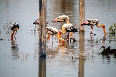Fatehpur Sikri, Bird Sanctuary, Chand Baori Jaipur Drop fra Agra