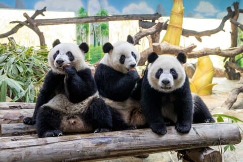 Zie Panda Guangzhou Chimelong Safari Park en Circus Private Tour