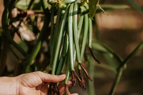 Villa Vanilla: The Original Vanilla, Cacao & Spice Tour