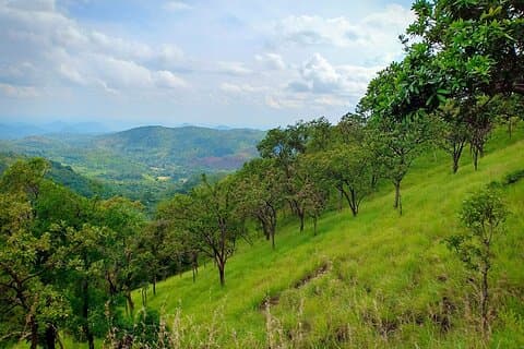 Sendero Pekoe y Surf