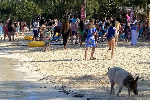 Private Beach Day Snorkeling and Swimming with Pig in Rose Island