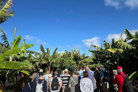Banana Museum, Rum & Wine / Banana Museum, Rum & Olives: Premium