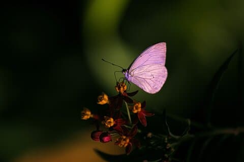 Toegang tot het natuurpark Butterfly Experience