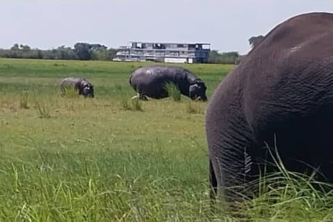 Chobe fuld dagstur fra Victoria Falls