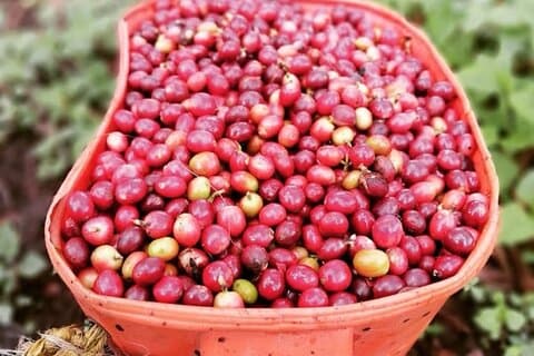 Visite privée de la vallée de Cocora et de la plantation de café du Salento