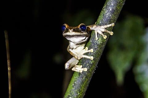5 jours Cuyabeno Amazon Jungle avec hébergement à Tucan Lodge
