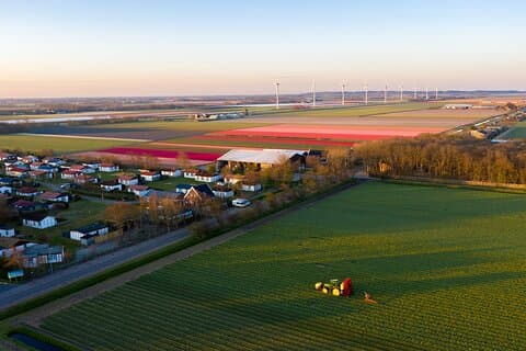 Sightseeing Tulip Fields Tour Near Amsterdam