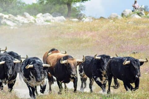 Besuch einer mutigen Bullenfarm in Andalusien
