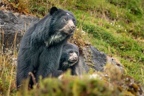 Privat Bear Trail Experience nær Bogotá