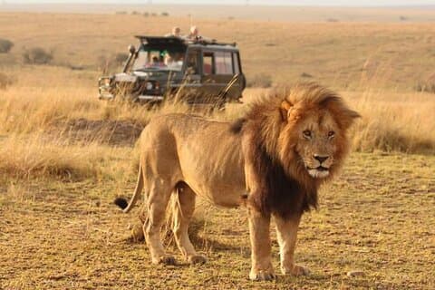 6-dages lodge & campingtur i Serengeti, Tarangire, Ngorongoro-krateret og Manyara