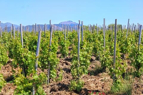 Organic Wine & Heritage Estate: Private Journey from Cefalù
