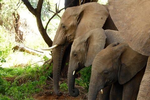 3-dagars Samburu National Park Safari All Inclusive