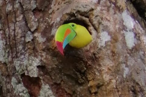 Looking for Toucans