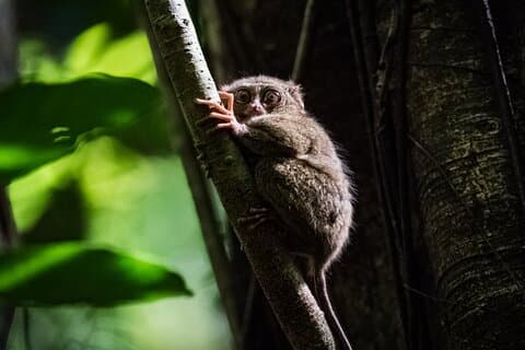 Visite de la campagne de Bohol - Privée avec déjeuner