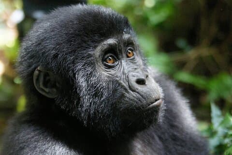 9-tägige private Safari Tour von Tansania nach Uganda