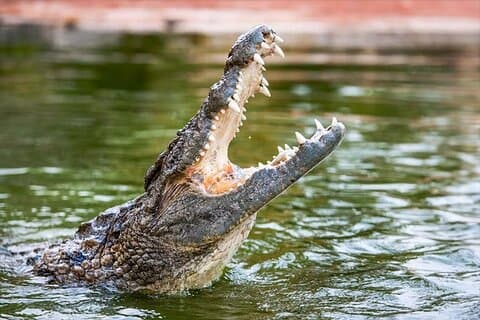 Bilhetes de entrada para o Dubai Crocodile Park