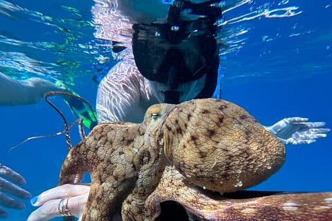 Private Snorkel Photos Included