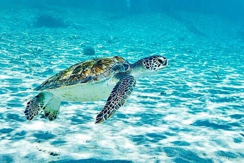 Snorkel with Turtles & Kenepa Grandi Beach: Nr.1 Island Day Trip
