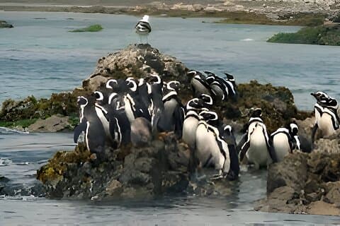 Heldags Ancud, Caulin och Penguin Colony privat