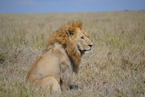Safari de 4 días de gran migración – Aventura en temporada alta (junio-septiembre)
