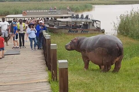 1/2 dag Safari Hippo & Croc in Isimangaliso met park vanuit Durban
